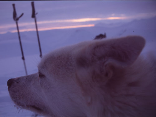 skitur_svalbard-35